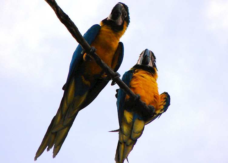 Blue and yellow macaw, Pearl Islands