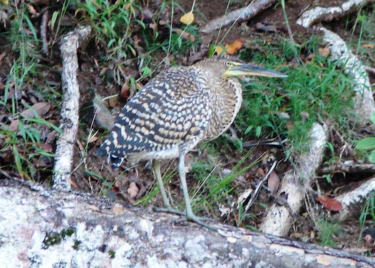 Heron, San Jose Island