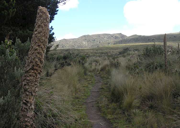 Cotopaxi National Park, Avenue of Volcanoes, Ecuador