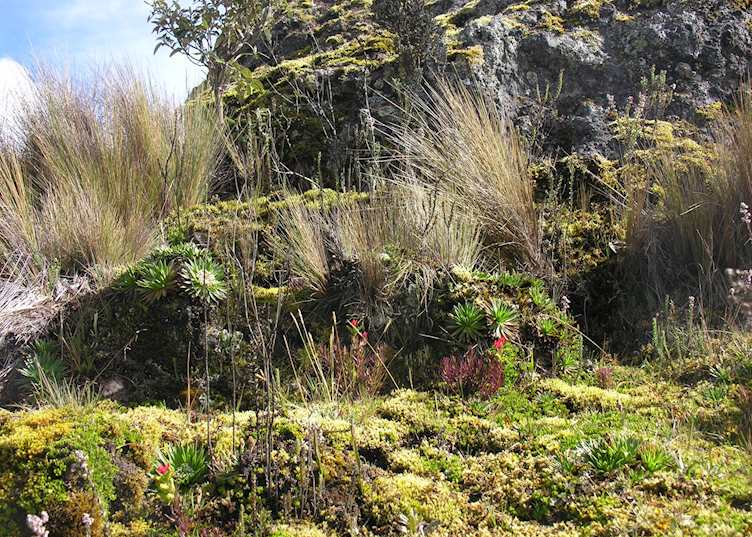 Flora of El Cajas National Park