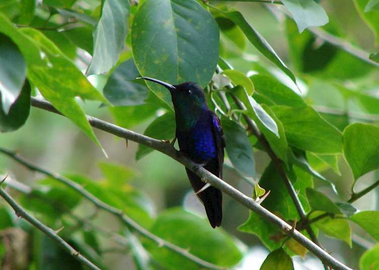 Hummingbird, Rancho Naturalista