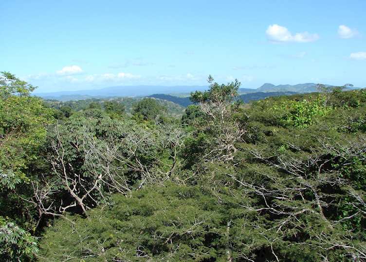 View from Canopy Tower, Panama