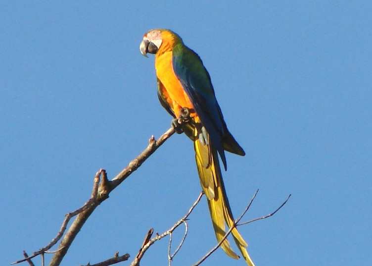 Yellow and Blue Macaw, Pearl Islands