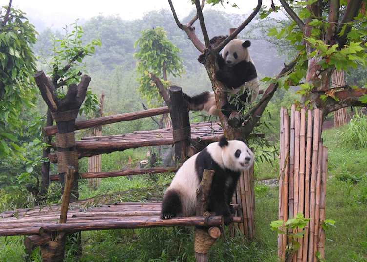 Giant Pandas, China
