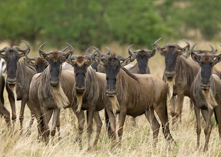 Game-viewing from Olakira Camp
