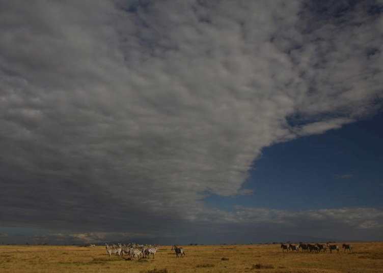 Zebra on the plains