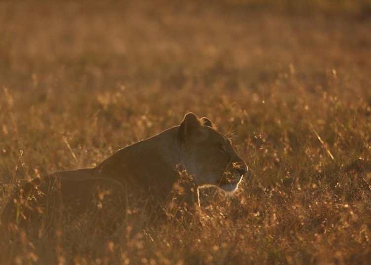 Lioness from Kicheche Laikipia