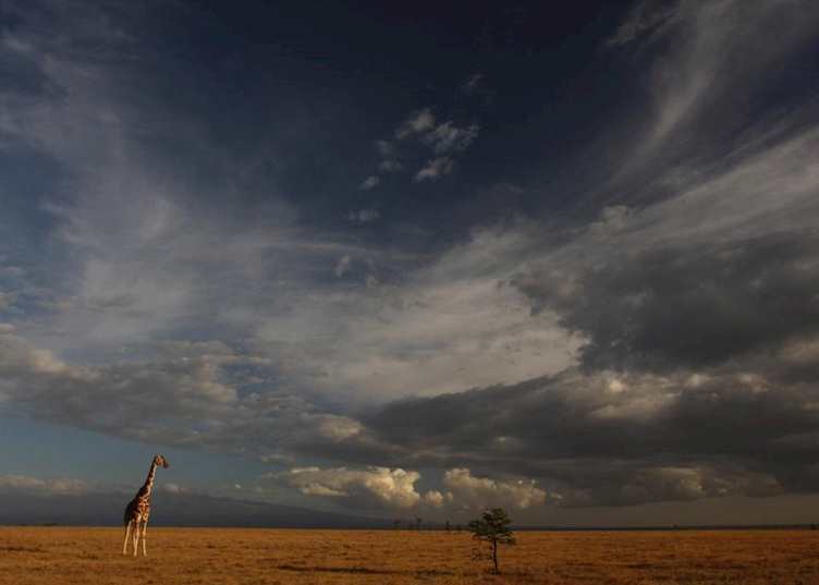 Giraffe awaiting the storm