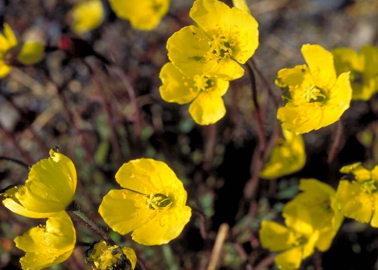 Wild flowers on the tundra near Barrow