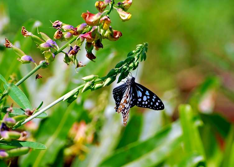 Blue tiger butterfly, Periyar Wildlife Sanctuary, India