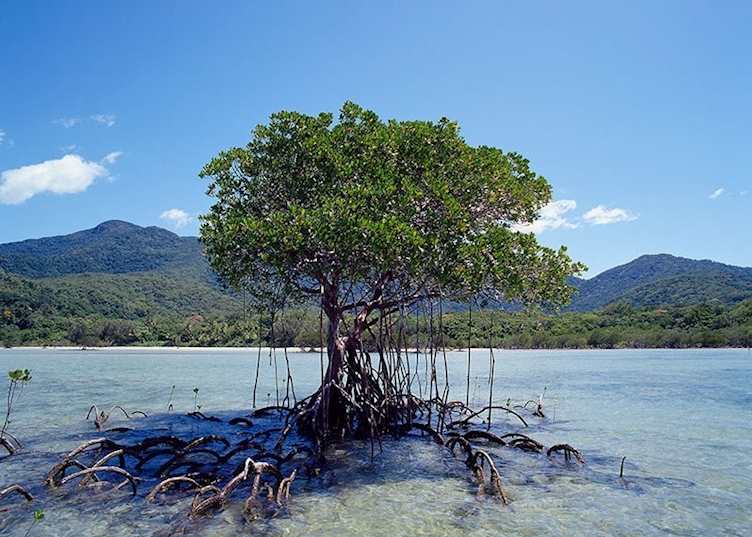 Lone Soldier Mangrove in Stingray Bay, Cape Tribulation by appointment with Downunder Tours