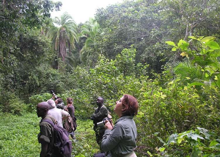 Photographing chimpanzees in Kibale Forest