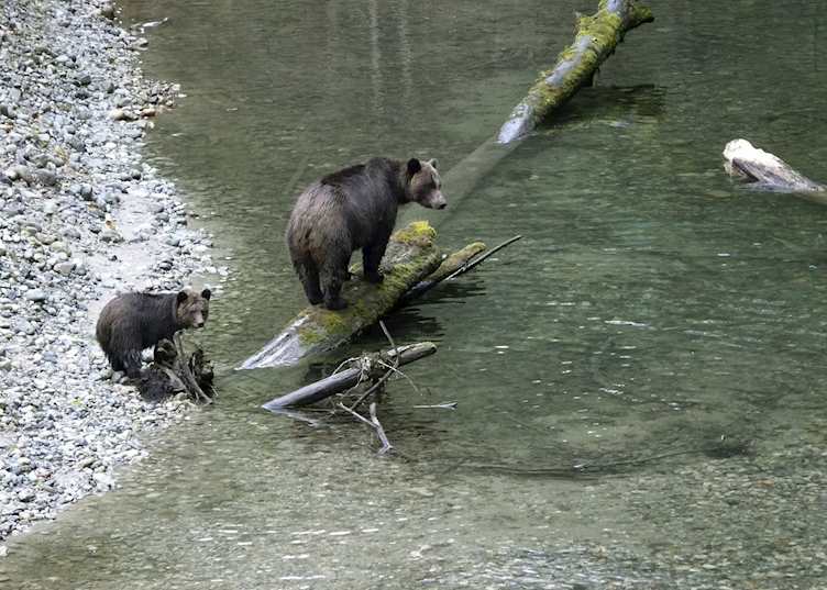Bears at Sonora Resort