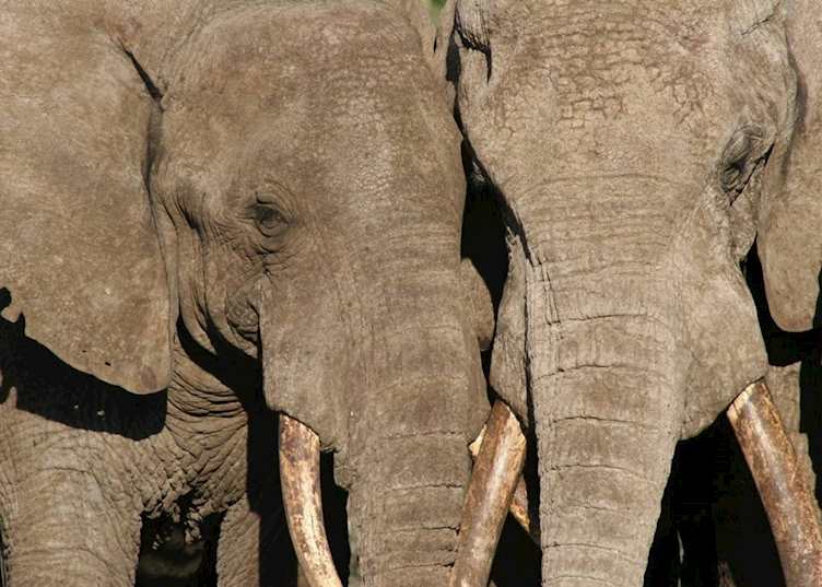 Elephant in the Chyulus