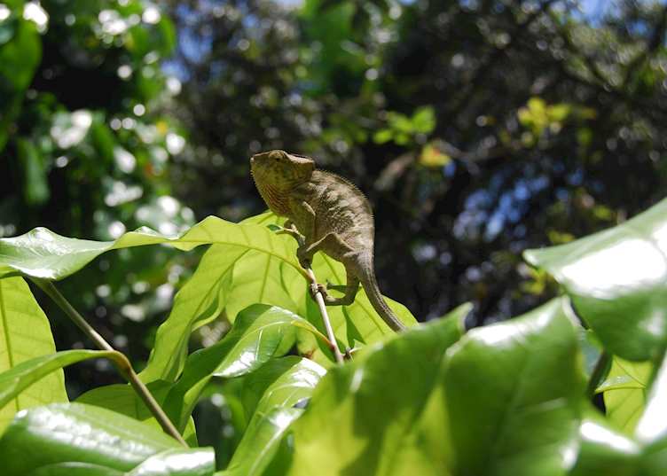 chameleon, Nosy Mangabe, Madagascar