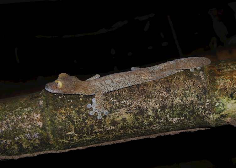 Leaf-tailed gecko, Nosy Mangabe, Madagascar