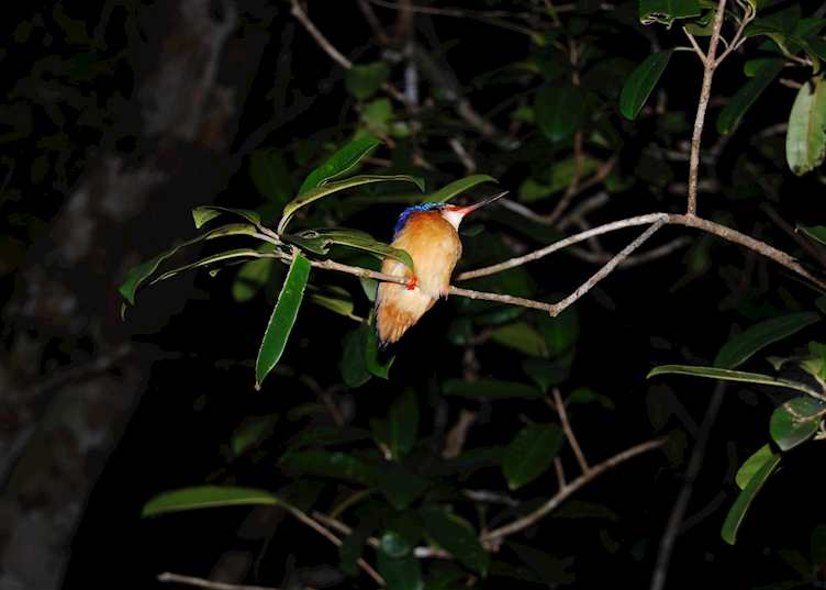 Malachite kingfisher, Nosy Mangabe, Madagascar