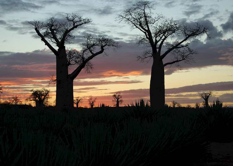 Baobabs, Ifotaka Community Forest, Madagascar