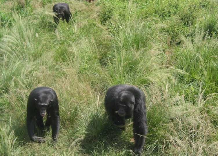 Ngamba Island Chimpanzee Sanctuary, Uganda