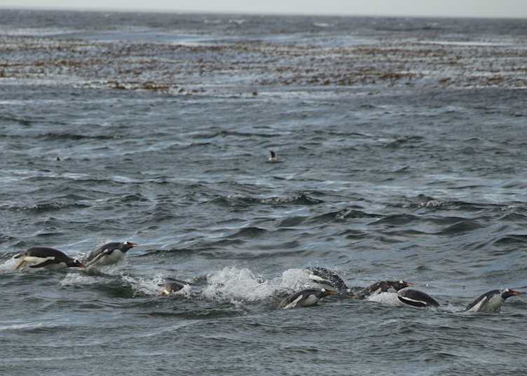 Gentoo penguins near Sea Lion Island
