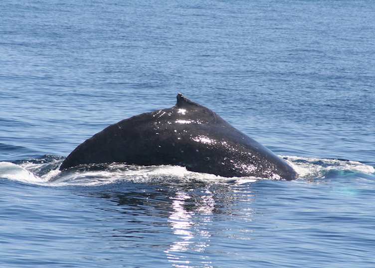 Diving Whale, Baja California