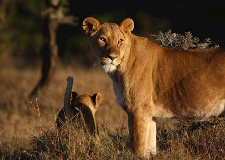 Lioness and cub on Ol Pejeta