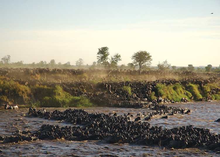 Mara River Crossing from Sayari Camp