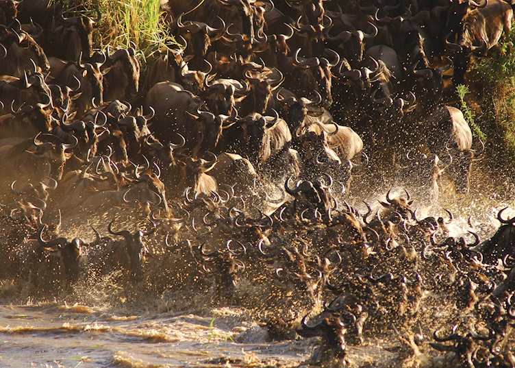 Mara River Crossing