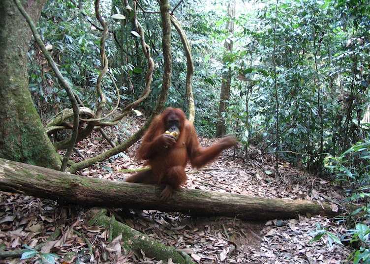 Orang-utan, Bukit Lawang, Indonesia