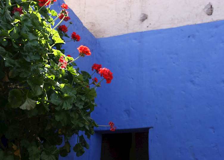 Geraniums in the Santa Catalina Convent