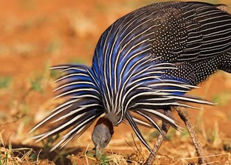 Vulturine guinea-fowl, Loisaba Wilderness, Kenya