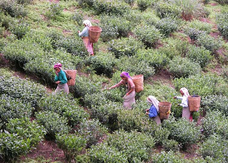 Tea pickers, Darjeeling