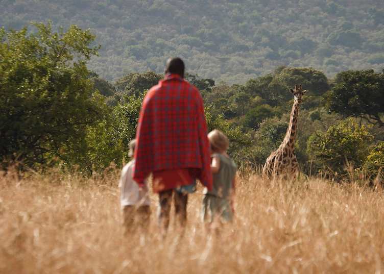 Giraffe seen on a walk from Acacia House, Masai Mara