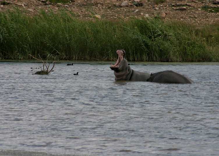 Hippo, Sanbona Game Reserve