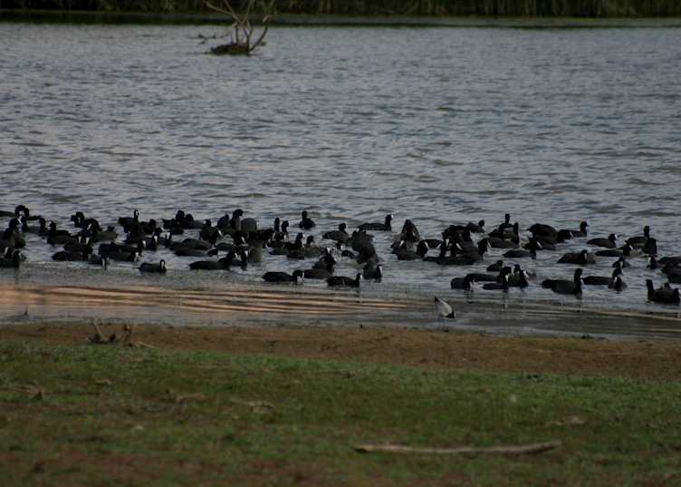 Coots, Sanbona Game Reserve