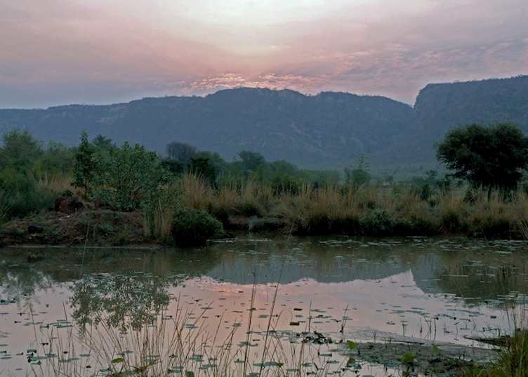 View of the forest from Khem Vilas