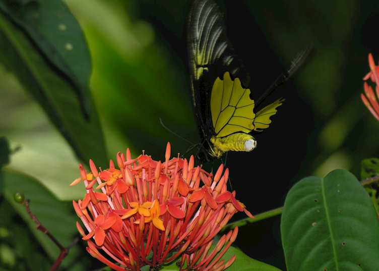 Gunung Leuser National Park, Indonesia