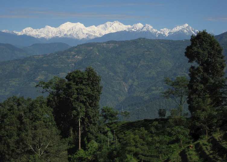 Glenburn Tea Estate