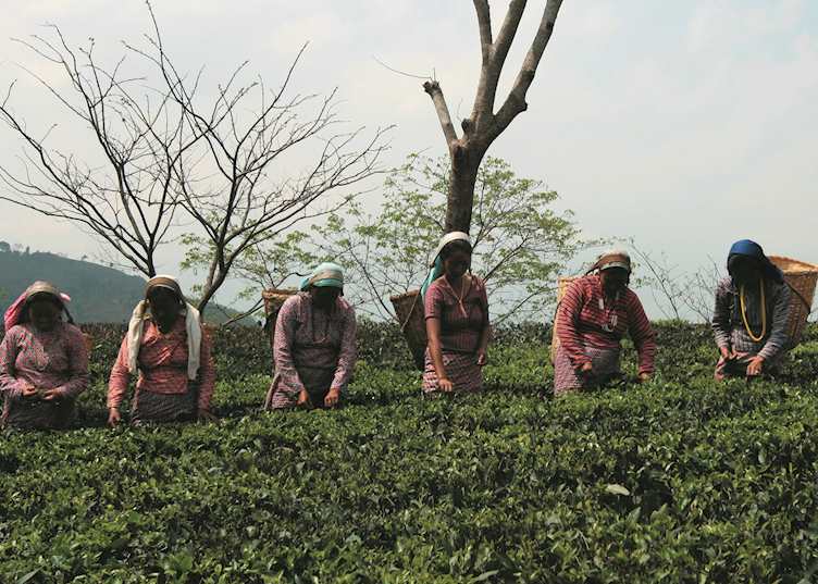 Tea pickers, Darjeeling