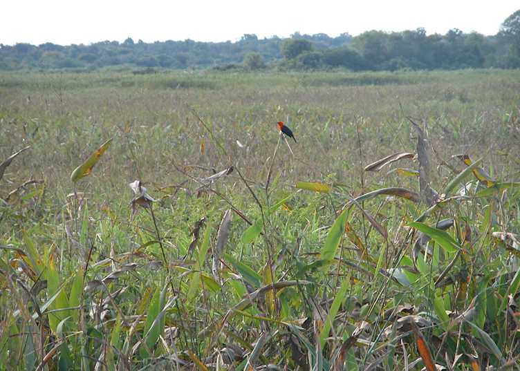Scarlet-headed blackbird