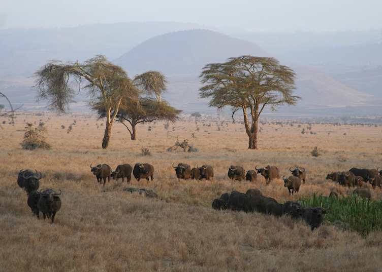 Game viewing in Lewa Wilderness Conservancy