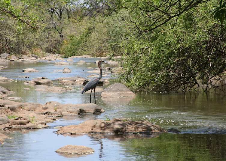 Goliath heron, Meru National Park