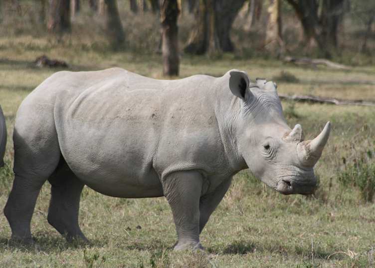 White rhino, Lake Nakuru National Park
