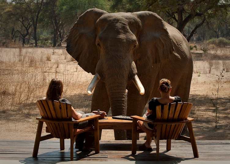 Elephant chatting with guests, Old Mondoro