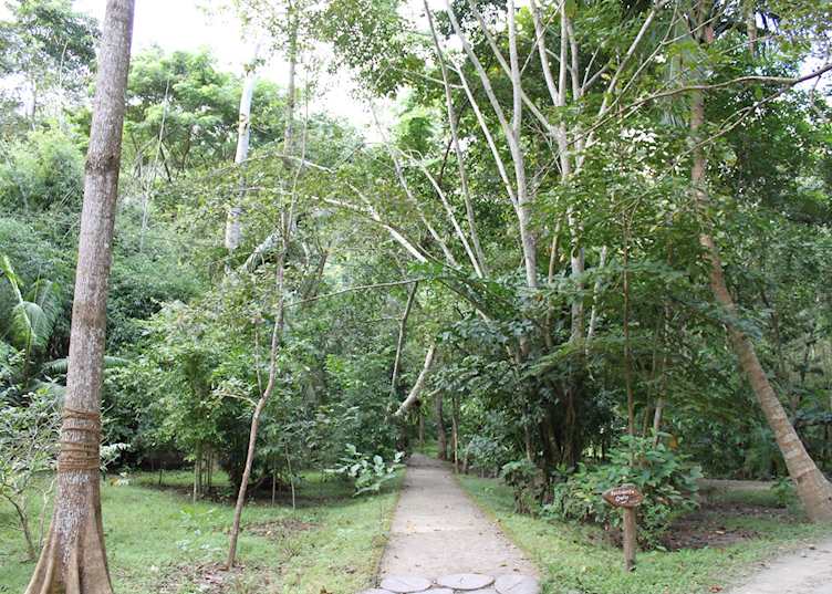 Jungle at Barefoot Resort, Havelock Island
