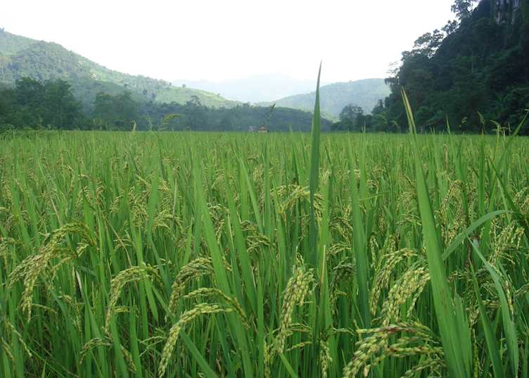 Rice paddies along the way