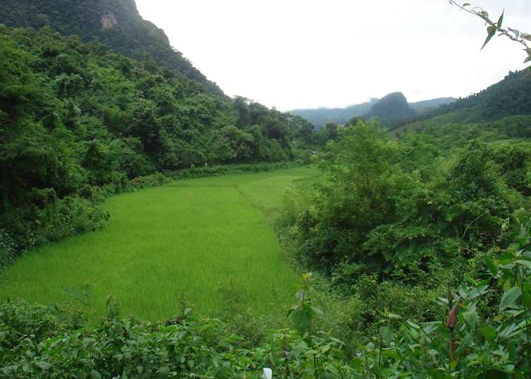 Paddyfields along the way