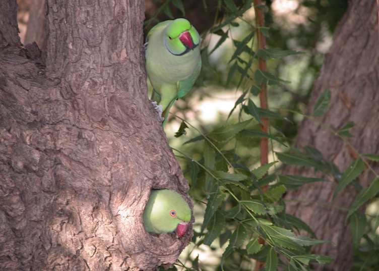 Rose-ringed parakeet, Chhatra Sagar, near Nimaj, India