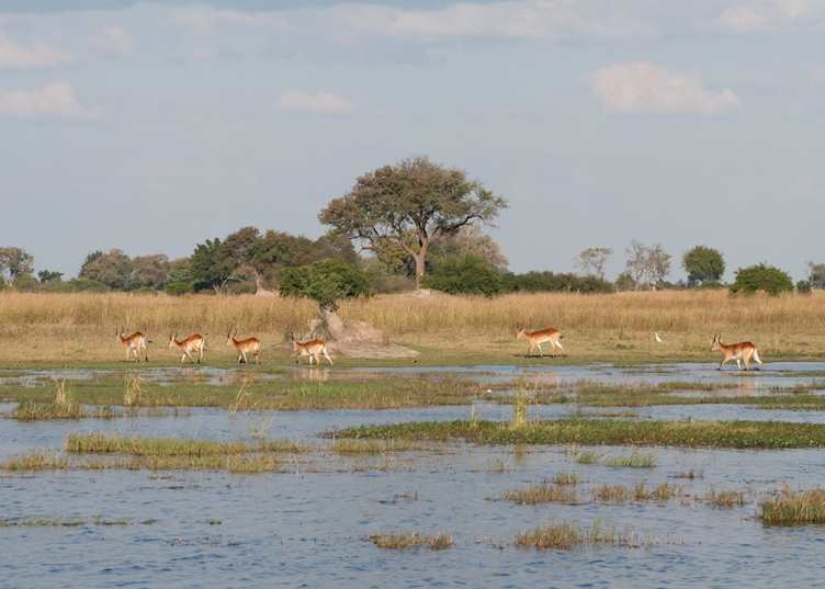 Lechwe, Kwando Concession