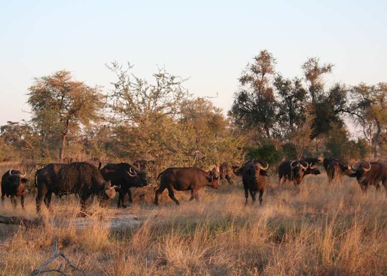 Buffalo Herd, Kwando Concession